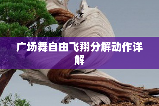 广场舞自由飞翔分解动作详解图片