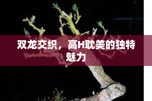 高H耽美的独特魅力图片