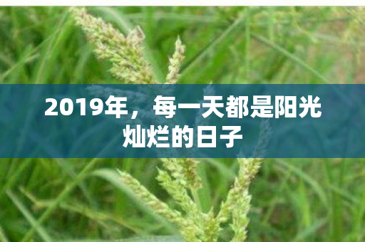 每一天都是阳光灿烂的日子图片