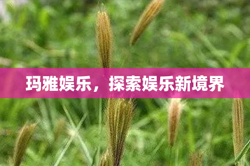 探索娱乐新境界图片