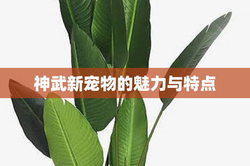 神武新宠物的魅力与特点图片