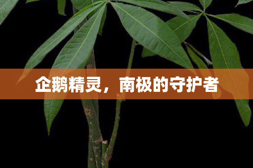南极的守护者图片