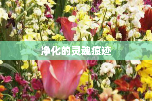 净化的灵魂痕迹图片