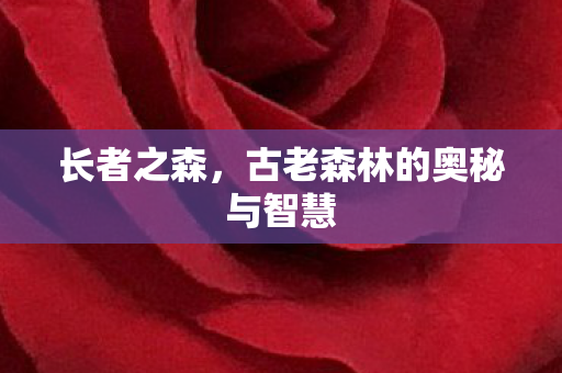 古老森林的奥秘与智慧图片