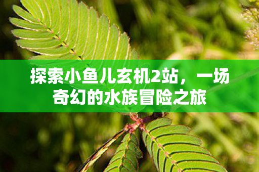 一场奇幻的水族冒险之旅图片
