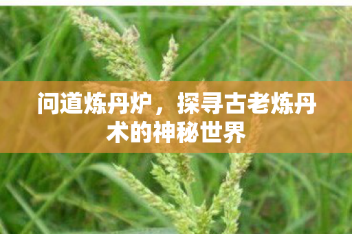 探寻古老炼丹术的神秘世界图片