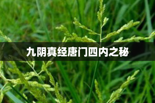 九阴真经唐门四内之秘图片