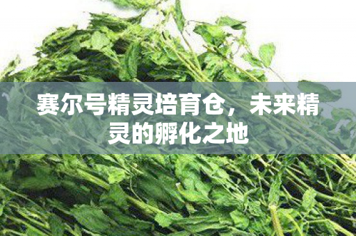 未来精灵的孵化之地图片
