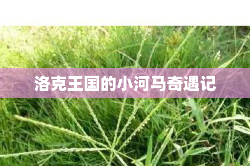 洛克王国的小河马奇遇记图片