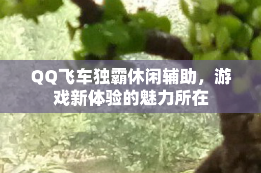 QQ飞车独霸休闲辅助图片