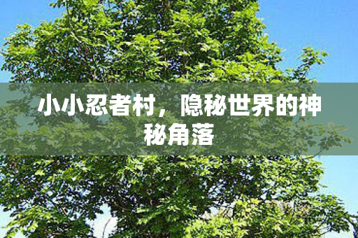 隐秘世界的神秘角落图片