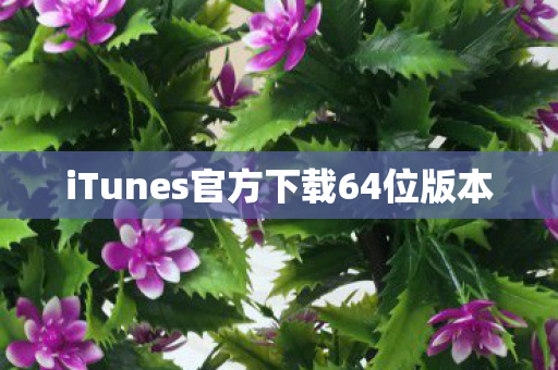 iTunes官方下载64位版本图片
