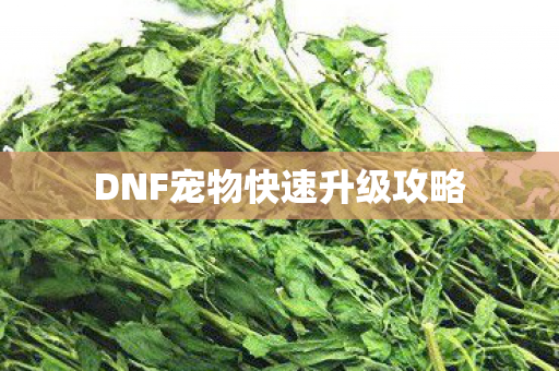 DNF宠物快速升级攻略图片