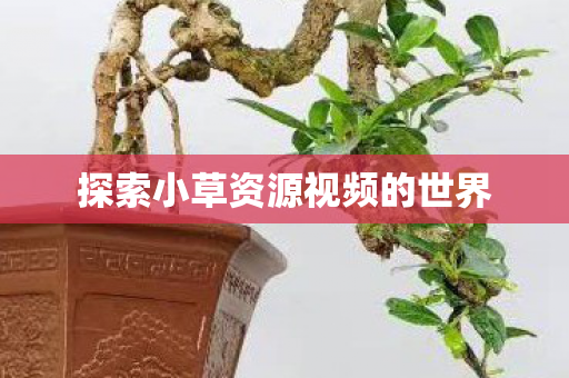 探索小草资源视频的世界图片