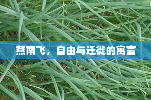 自由与迁徙的寓言图片