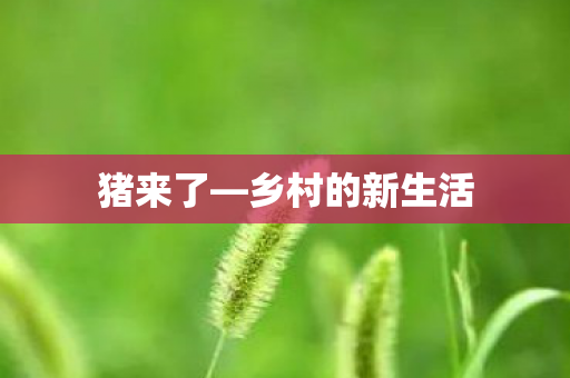 乡村的新生活图片