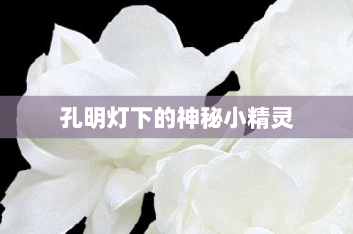 孔明灯下的神秘小精灵图片