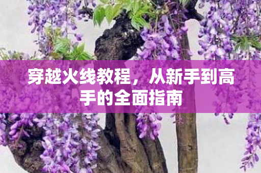 从新手到高手的全面指南图片