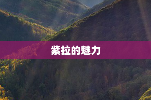 紫拉的魅力图片