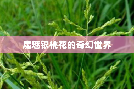 魔魅银桃花的奇幻世界图片