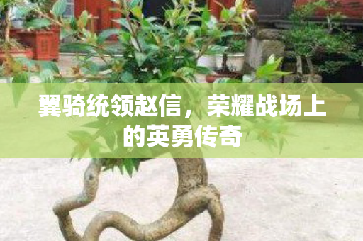 荣耀战场上的英勇传奇图片