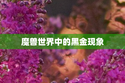魔兽世界中的黑金现象图片