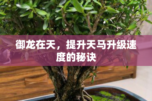 提升天马升级速度的秘诀图片