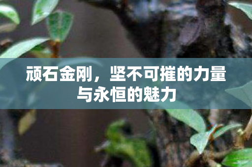 坚不可摧的力量与永恒的魅力图片