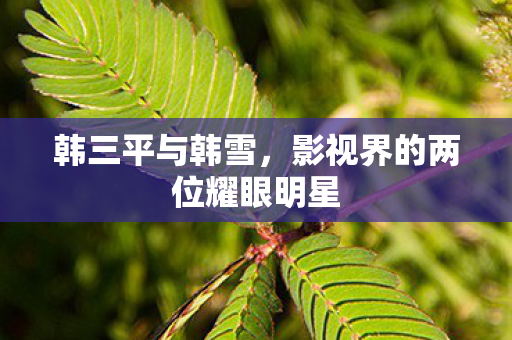 影视界的两位耀眼明星图片