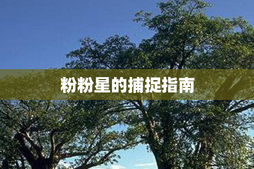 粉粉星的捕捉指南图片