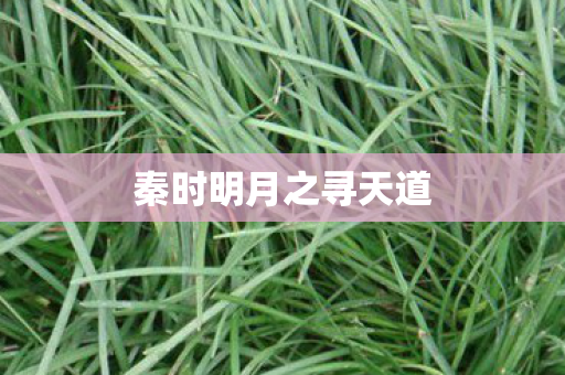 秦时明月之寻天道图片