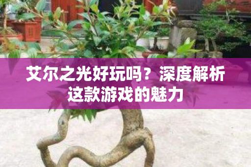 深度解析这款游戏的魅力图片