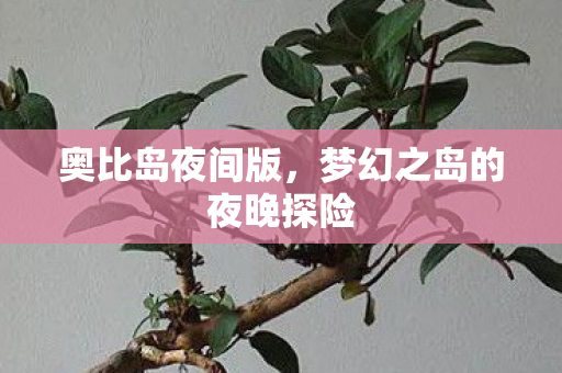 梦幻之岛的夜晚探险图片