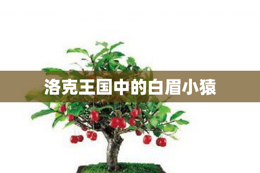 洛克王国中的白眉小猿图片