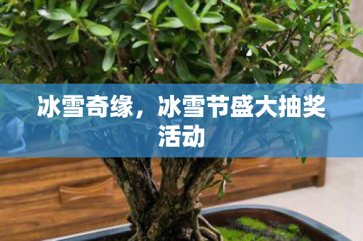 冰雪节盛大抽奖活动图片