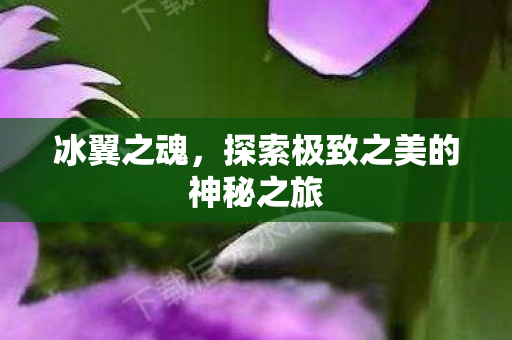 探索极致之美的神秘之旅图片