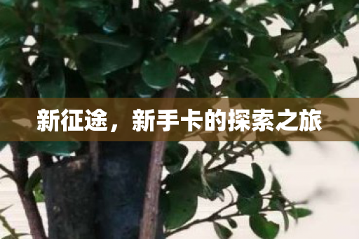 新手卡的探索之旅图片