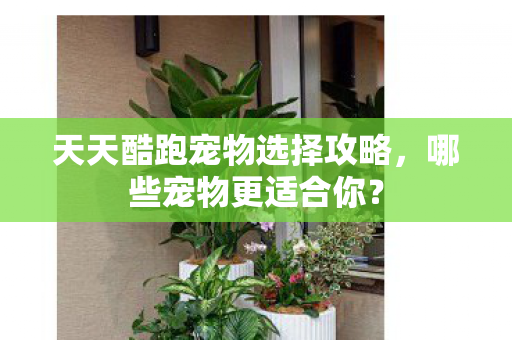 天天酷跑宠物选择攻略图片