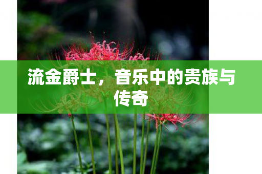 音乐中的贵族与传奇图片