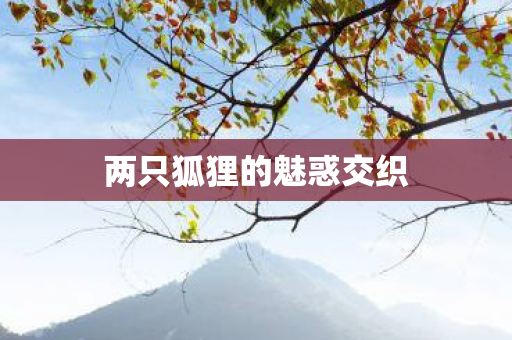 两只狐狸的魅惑交织图片