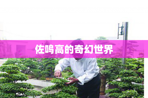 佐鸣高的奇幻世界图片