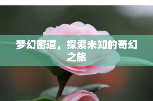 探索未知的奇幻之旅图片