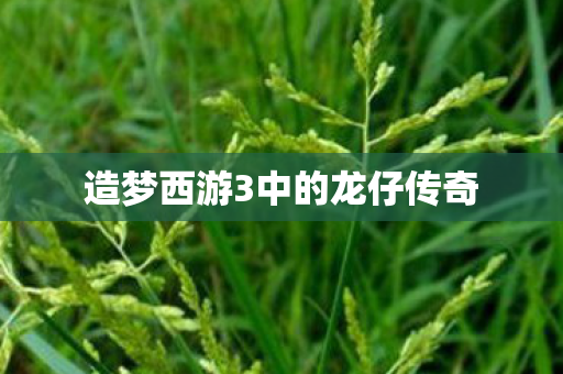 造梦西游3中的龙仔传奇