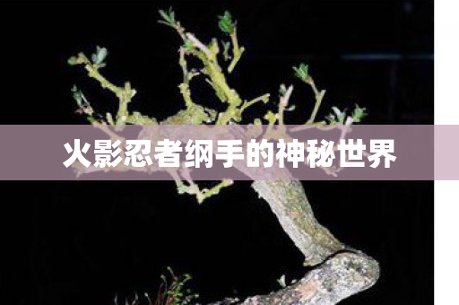 火影忍者纲手的神秘世界图片