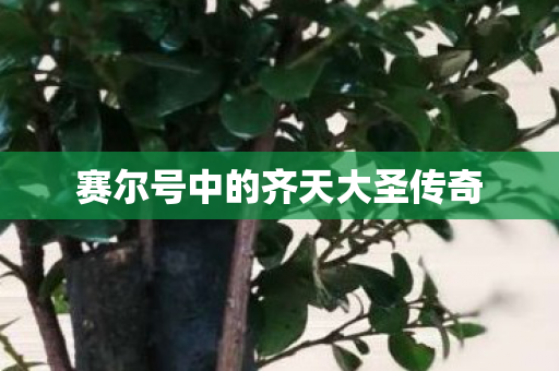 赛尔号中的齐天大圣传奇图片