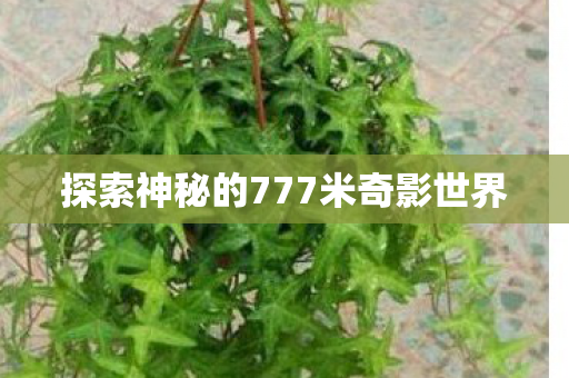 探索神秘的777米奇影世界 探索神秘的777米奇影世界