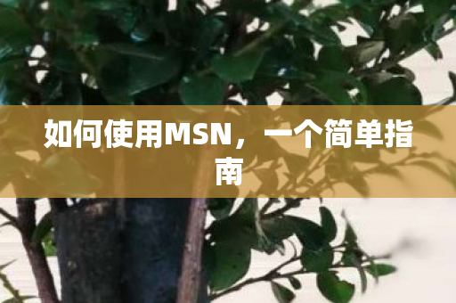 如何使用MSN图片
