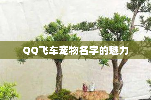 QQ飞车宠物名字的魅力 QQ飞车宠物名字的魅力