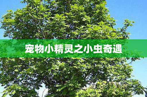 宠物小精灵之小虫奇遇图片