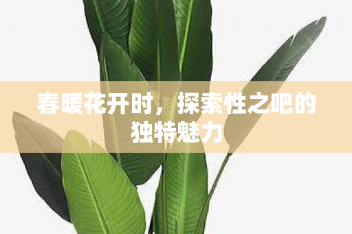 探索性之吧的独特魅力图片